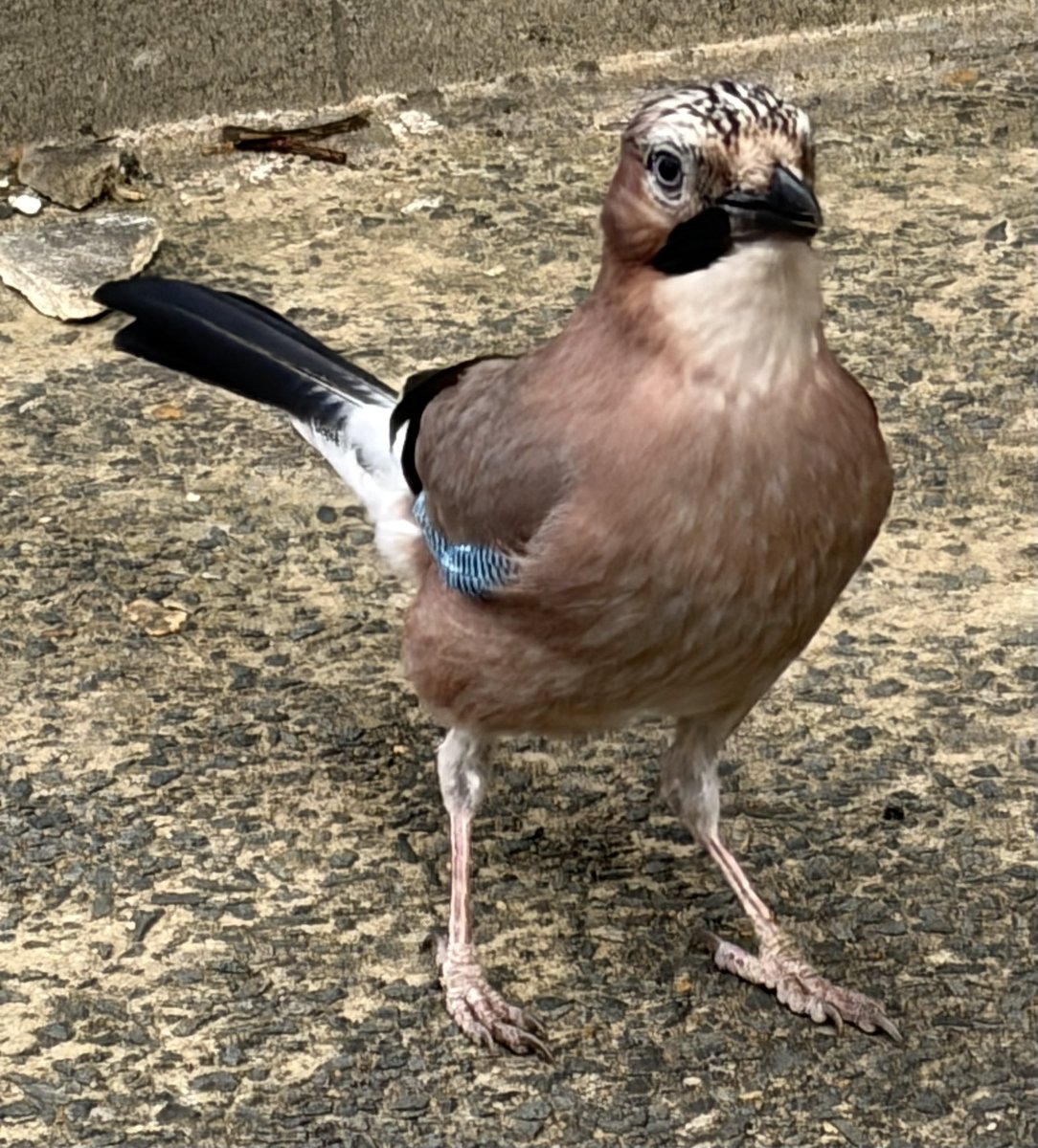 BromptonBunch's tweet image. The jay has become quite demanding as well. He lands in front of me with a distinct air of ‘get on with it’. #Jays