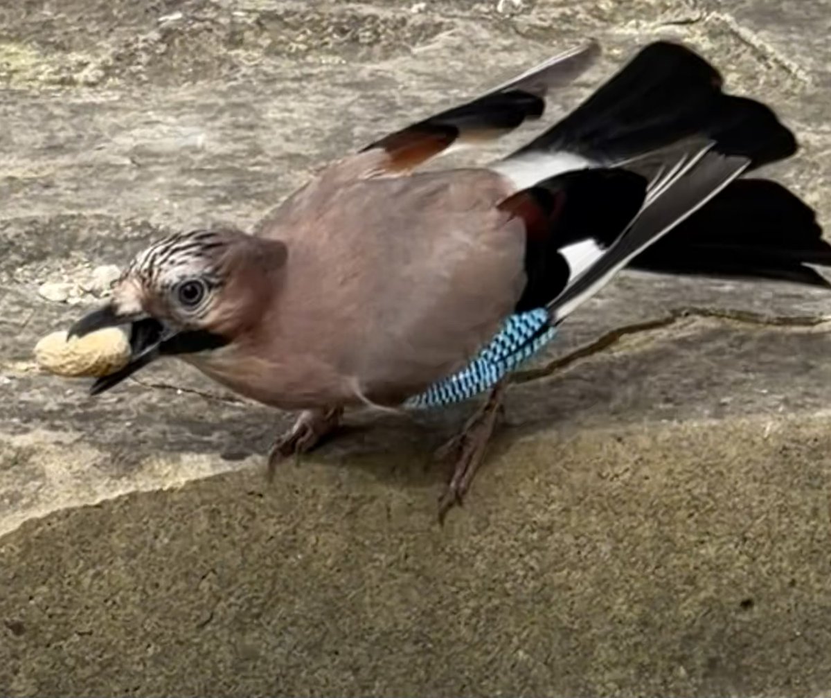 BromptonBunch's tweet image. The jay has become quite demanding as well. He lands in front of me with a distinct air of ‘get on with it’. #Jays