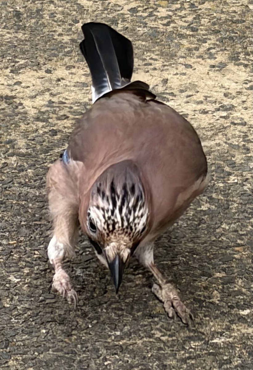 BromptonBunch's tweet image. The jay has become quite demanding as well. He lands in front of me with a distinct air of ‘get on with it’. #Jays