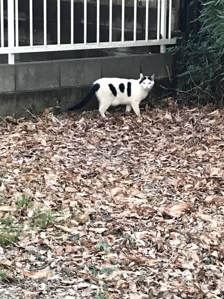 猫しか勝たん tweet media