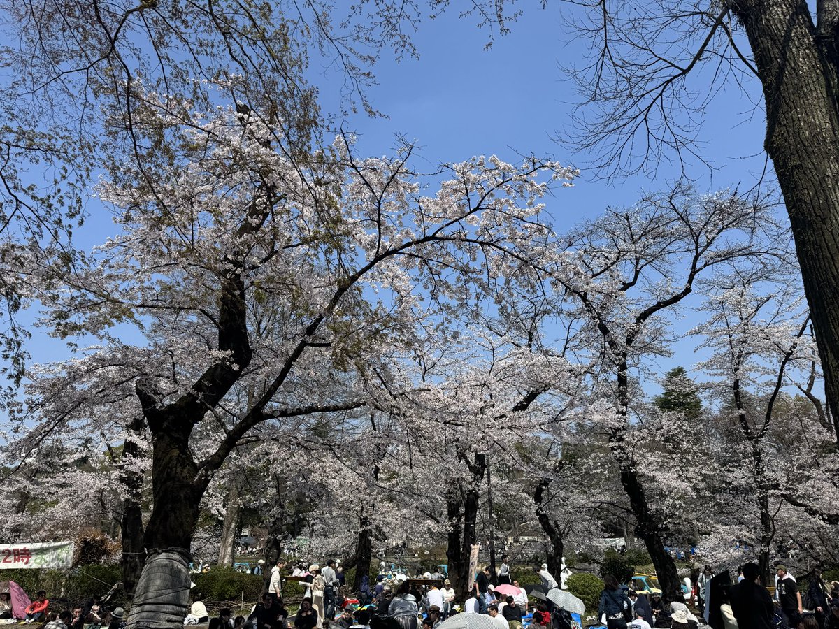 ノラクロ tweet media