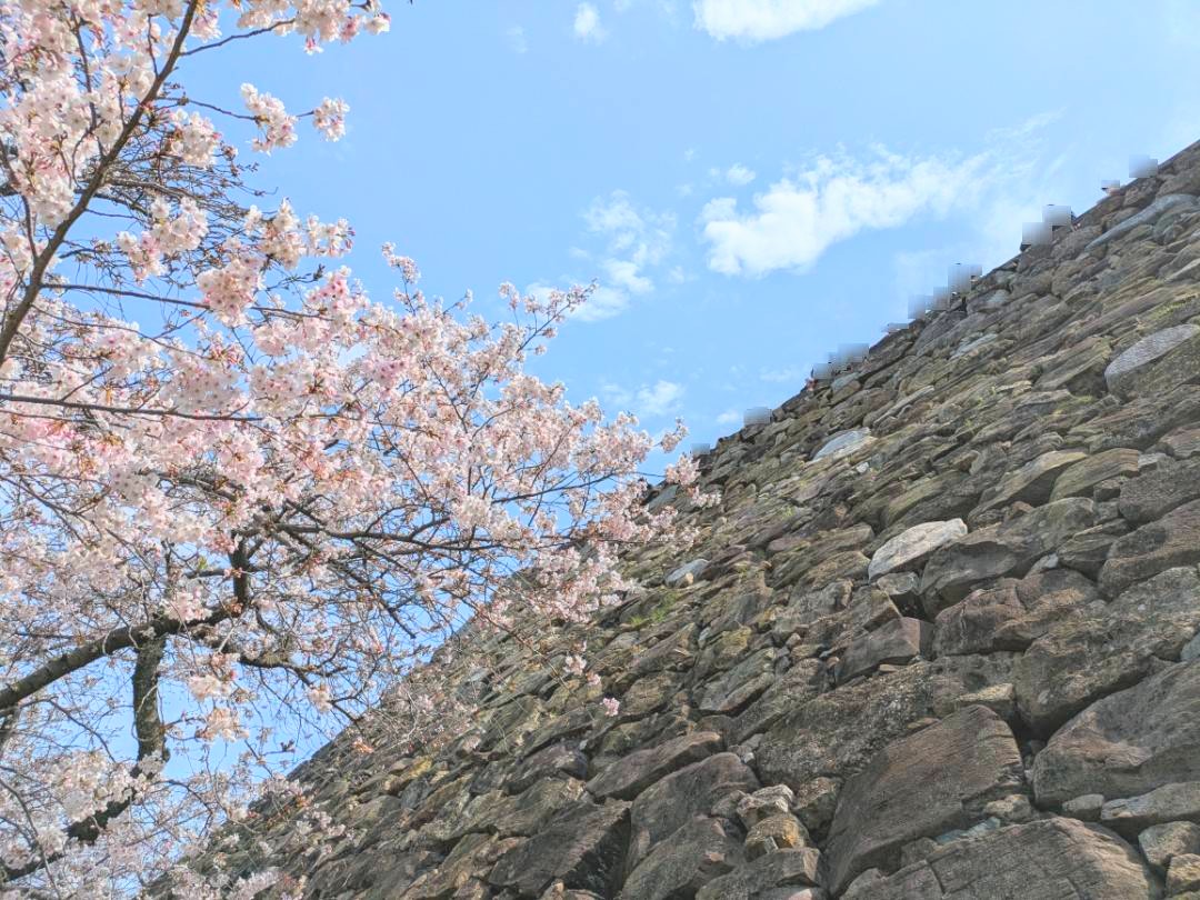 85wszy's tweet photo. 福岡城跡の桜 https://t.co/8hgTo5D88b