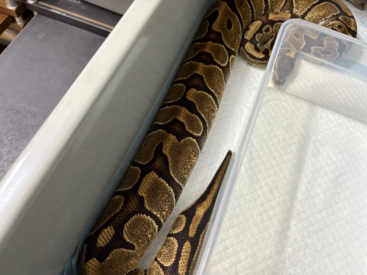 AF_SoRA@ルート tweet media