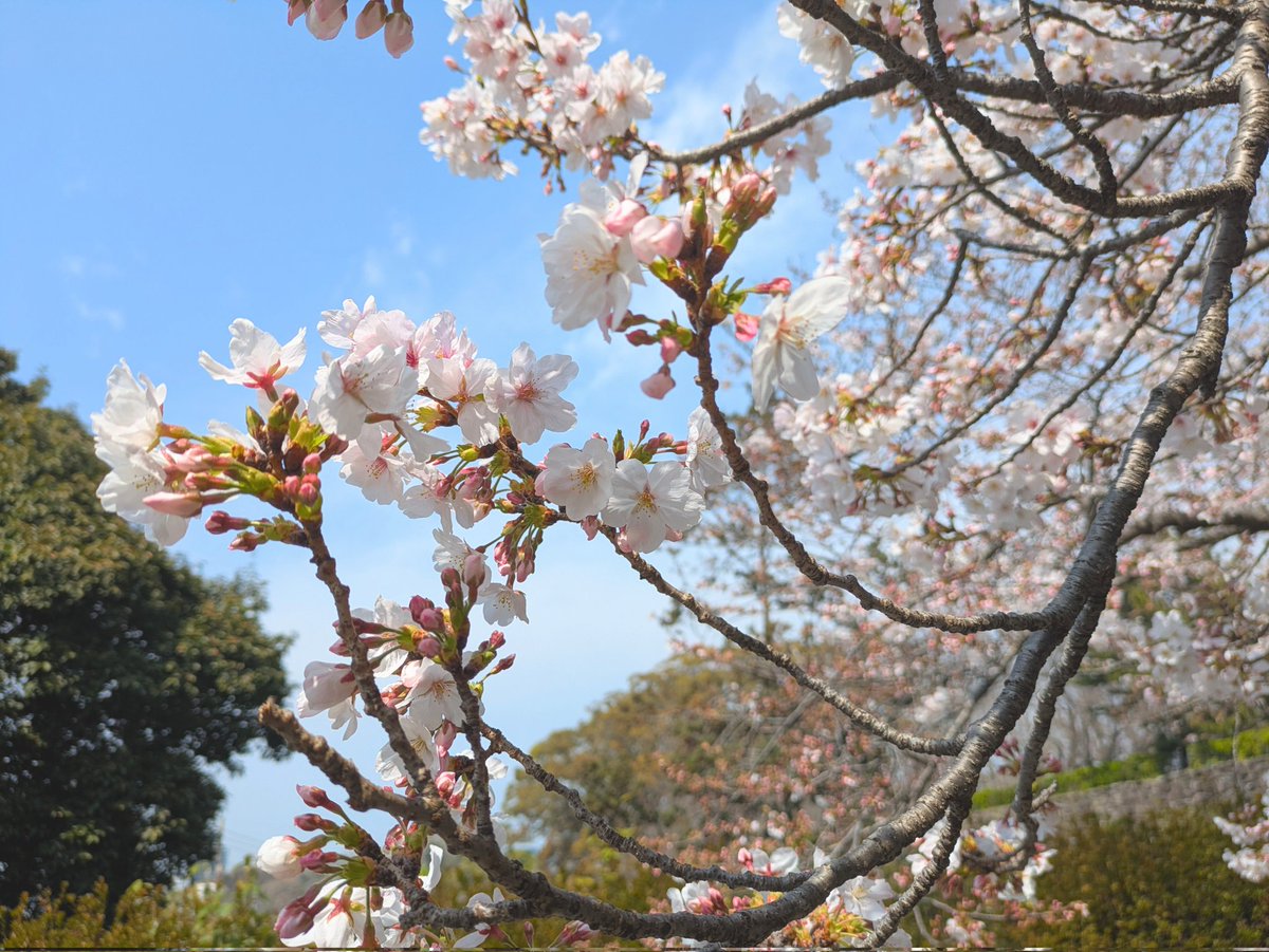 85wszy's tweet photo. 福岡城跡の桜 https://t.co/8hgTo5D88b