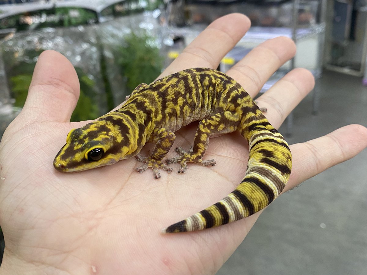 EU便新入荷‼️】 ・ウエスタンマーブルビロードヤモリ アダルト ペア