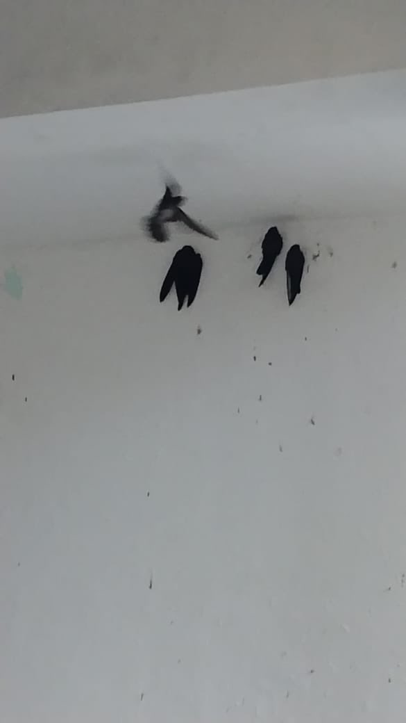 Guardian Of Bekasi tweet media