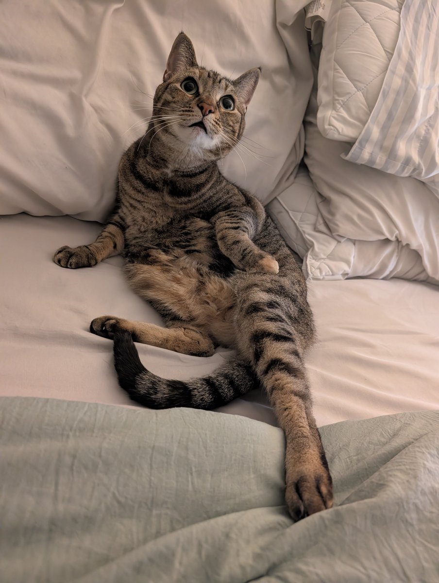 the derp chronicles tweet media