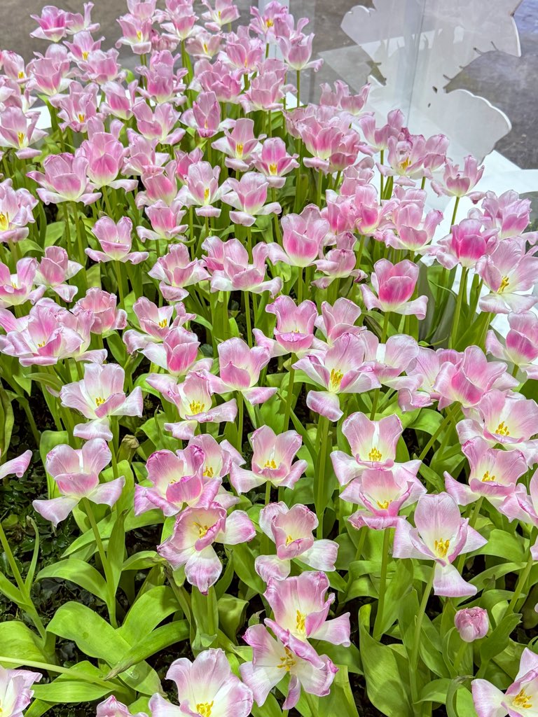 KP ตะลอนแหลก tweet media