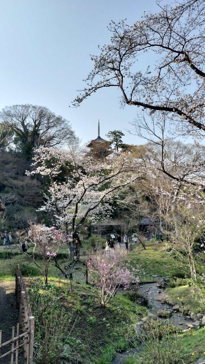 comicacualium's tweet photo. 花見した https://t.co/BtKOpmHDj6