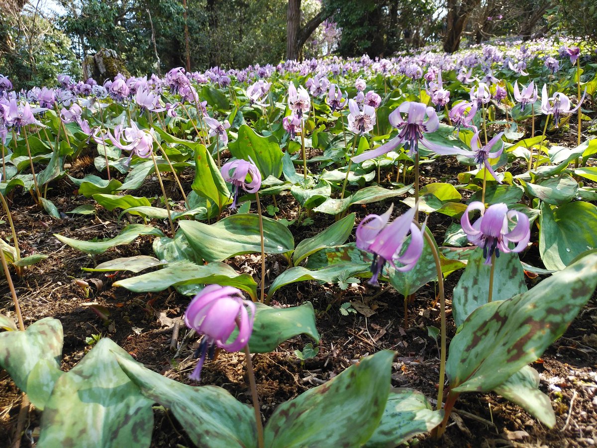 ssc_help's tweet photo. 神奈川県相模原市にある「城山かたくりの里」へ行って来ました。
かたくりが咲き乱れてました。かたくりだけではなく、個数は少ないが色々な花々が咲いてました。名前が分からない花、名札を付けて下さってる花。楽しませてくれます。
今後、まだまだ多種類の花が咲いて来るので当面、楽しめます。 https://t.co/xlCX07TbKR