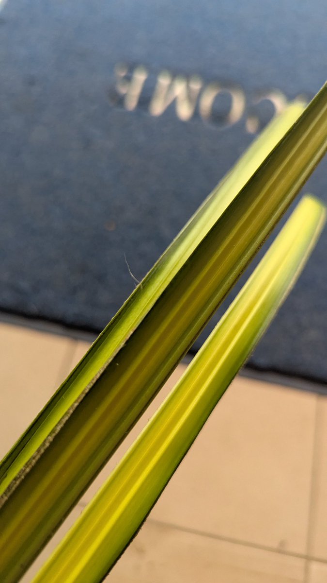 Osaretin Victor Asemota tweet media