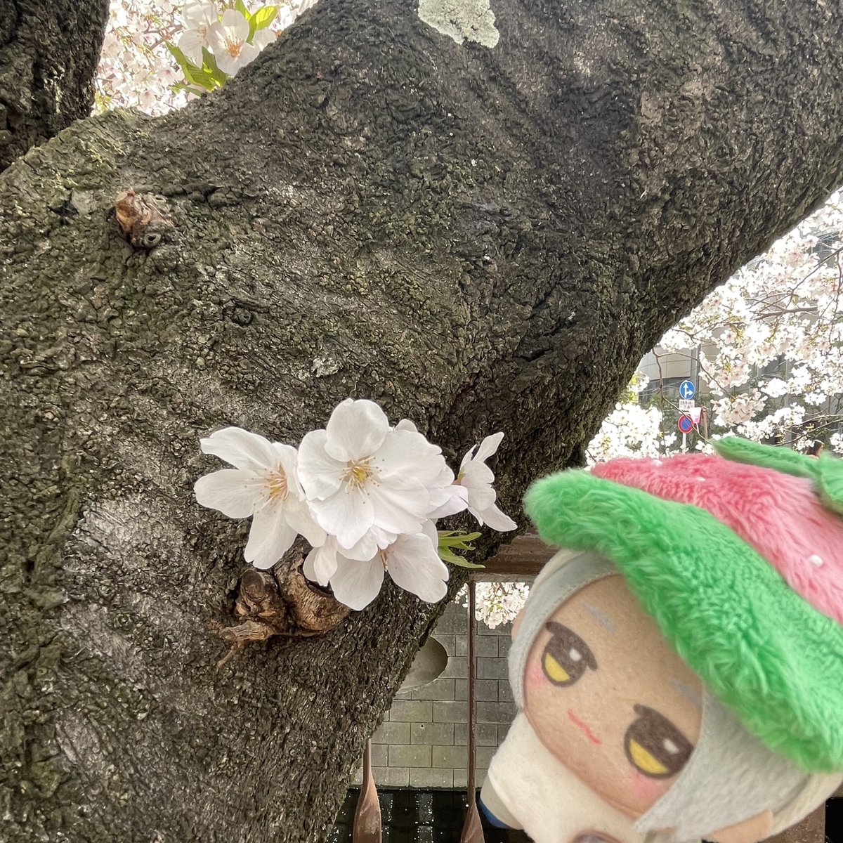 marnuinui's tweet photo. パッパッとパッとパッとMANKAI🌸 https://t.co/LUNOXmEpXh