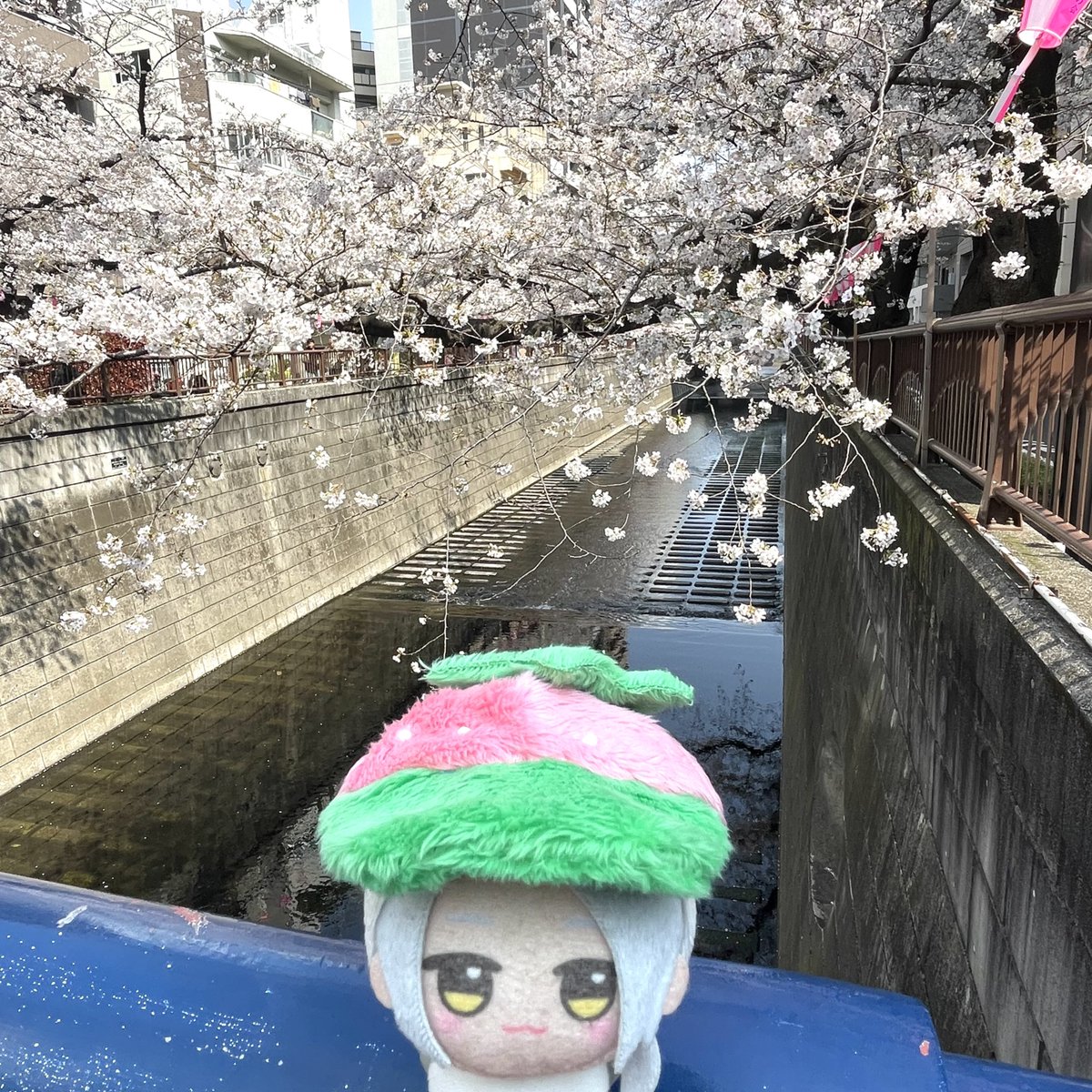 marnuinui's tweet photo. パッパッとパッとパッとMANKAI🌸 https://t.co/LUNOXmEpXh