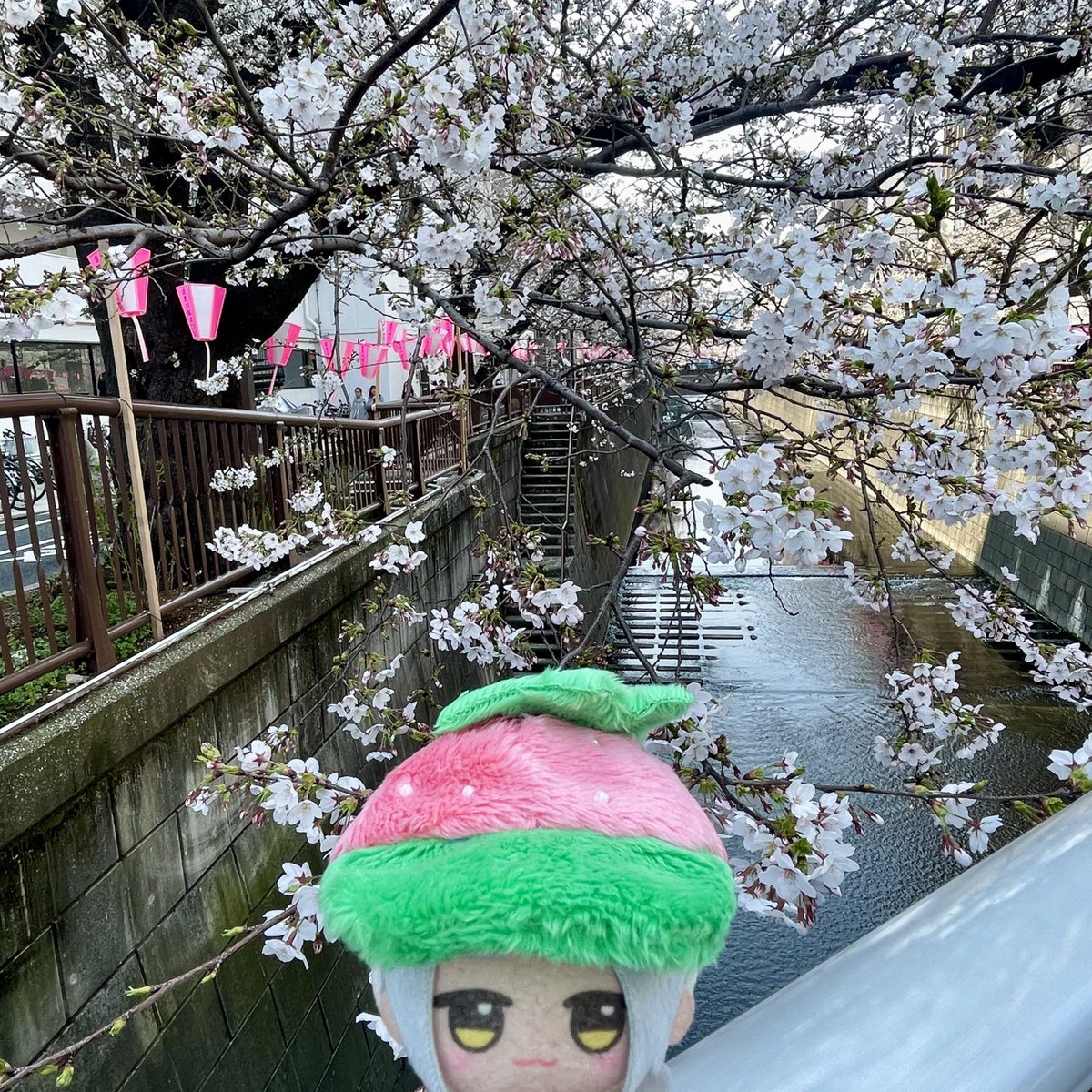 marnuinui's tweet photo. パッパッとパッとパッとMANKAI🌸 https://t.co/LUNOXmEpXh
