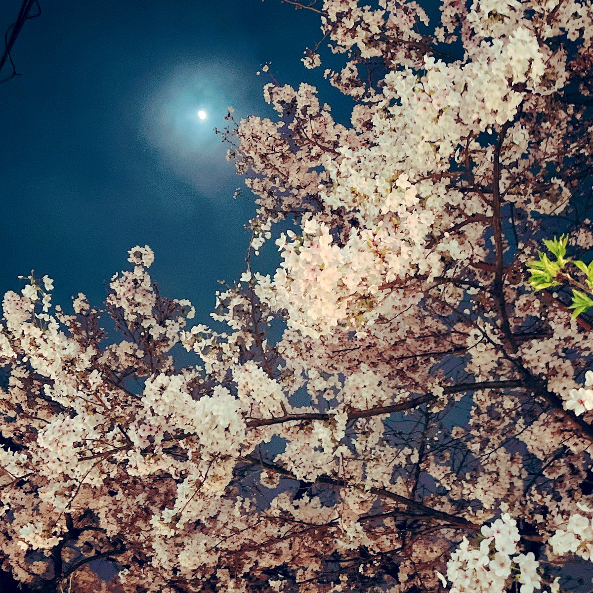 【公式】東京純豆腐 tweet media