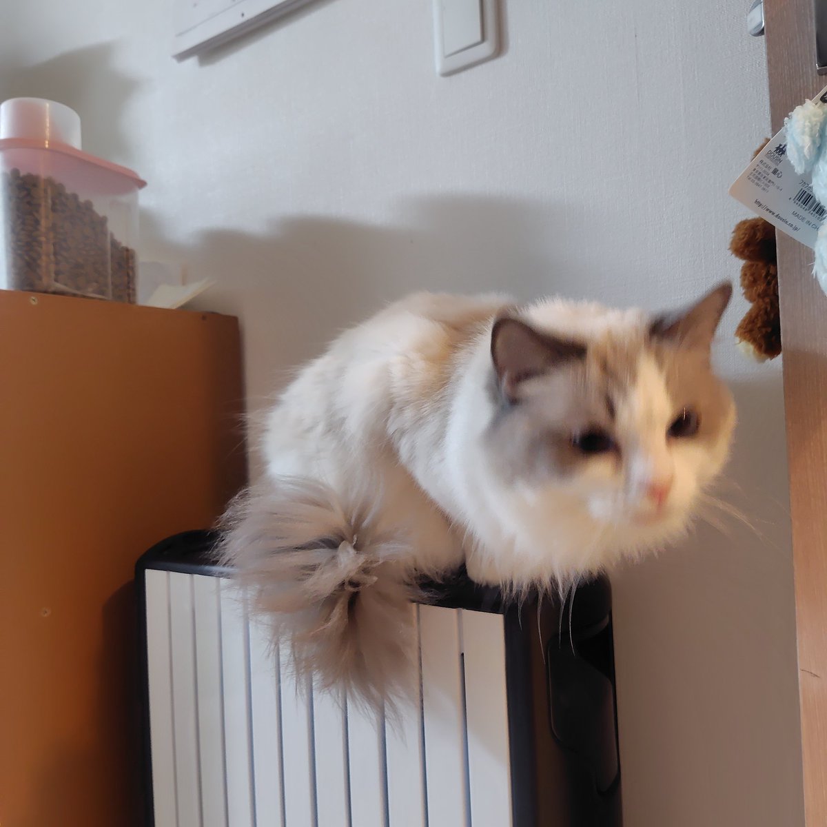 𝔼𝕞𝕒𝕣𝕚 tweet media