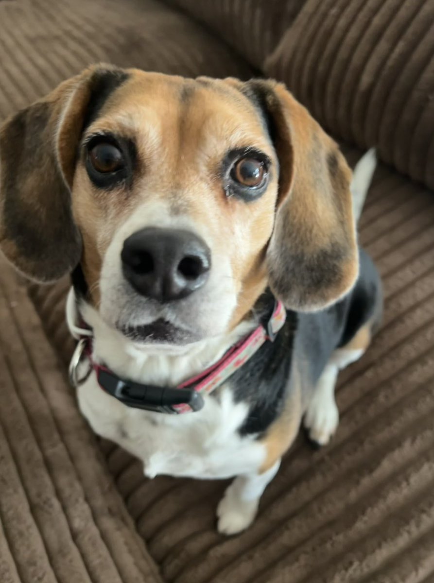 Lola Patolla tweet media