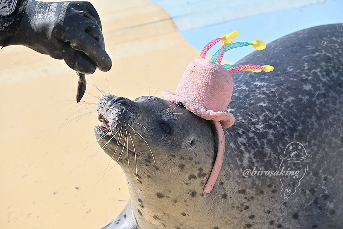 ヒロサキ🦮🦭TAMAコミ@イ07 tweet media