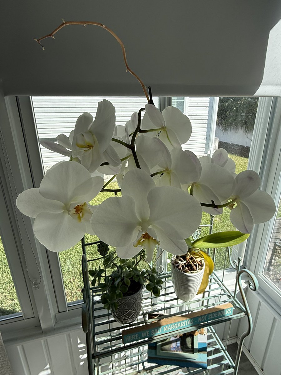 Ron 😎🌴 tweet media