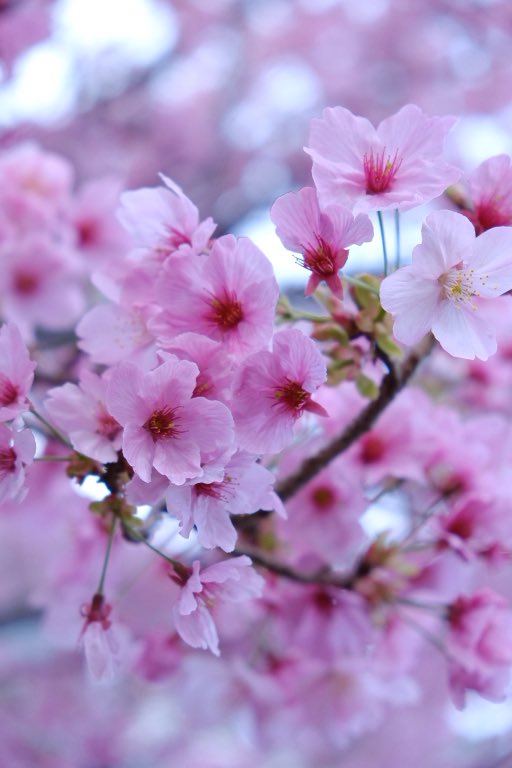 soheya5's tweet photo. 玉響日記
春を探して9
#さくら #桜🌸
#Flowers
#富士フイルム #xt30ii
#fujifilm #fujifilm_xseries
#色に恋する富士フイルム
#愛おしいさという哲学 https://t.co/AcG472Bdu2