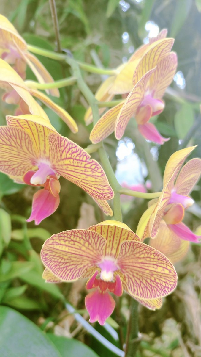 Bigby's Butt tweet media