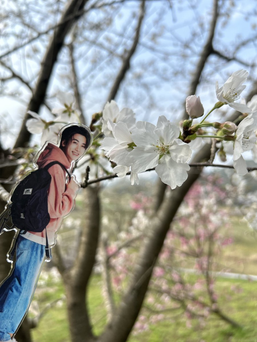 nooooopyt17's tweet photo. 今日はウリ推しとの約束🙌桜を見に行ってきました🌸満開にはなってなかったけど綺麗に咲いてた🌸

来年の桜の咲く頃、SIKcretとピクニックに行って桜を見に行こうね🤭

#パクヒョンシク
#박형식
#SIKcret https://t.co/nIRM0Z2v4M