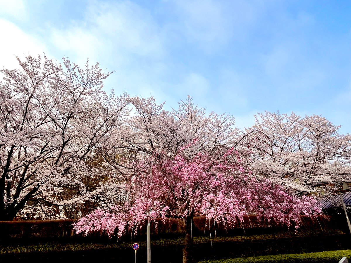 三毛猫🐾月菜子さん tweet media