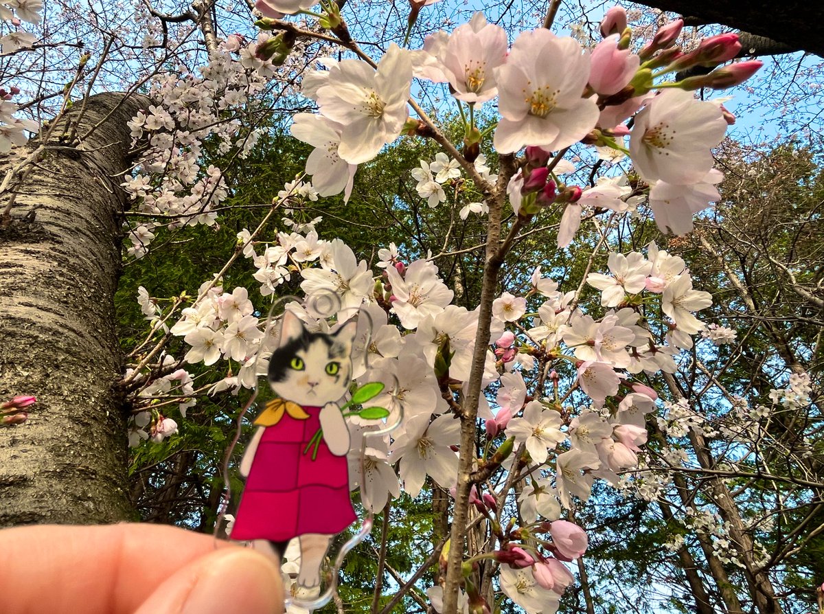 三毛猫🐾月菜子さん tweet media