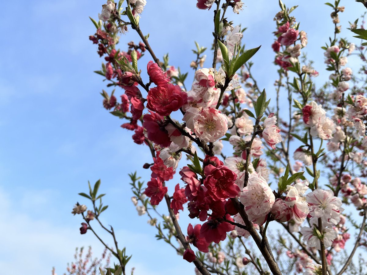 三毛猫🐾月菜子さん tweet media