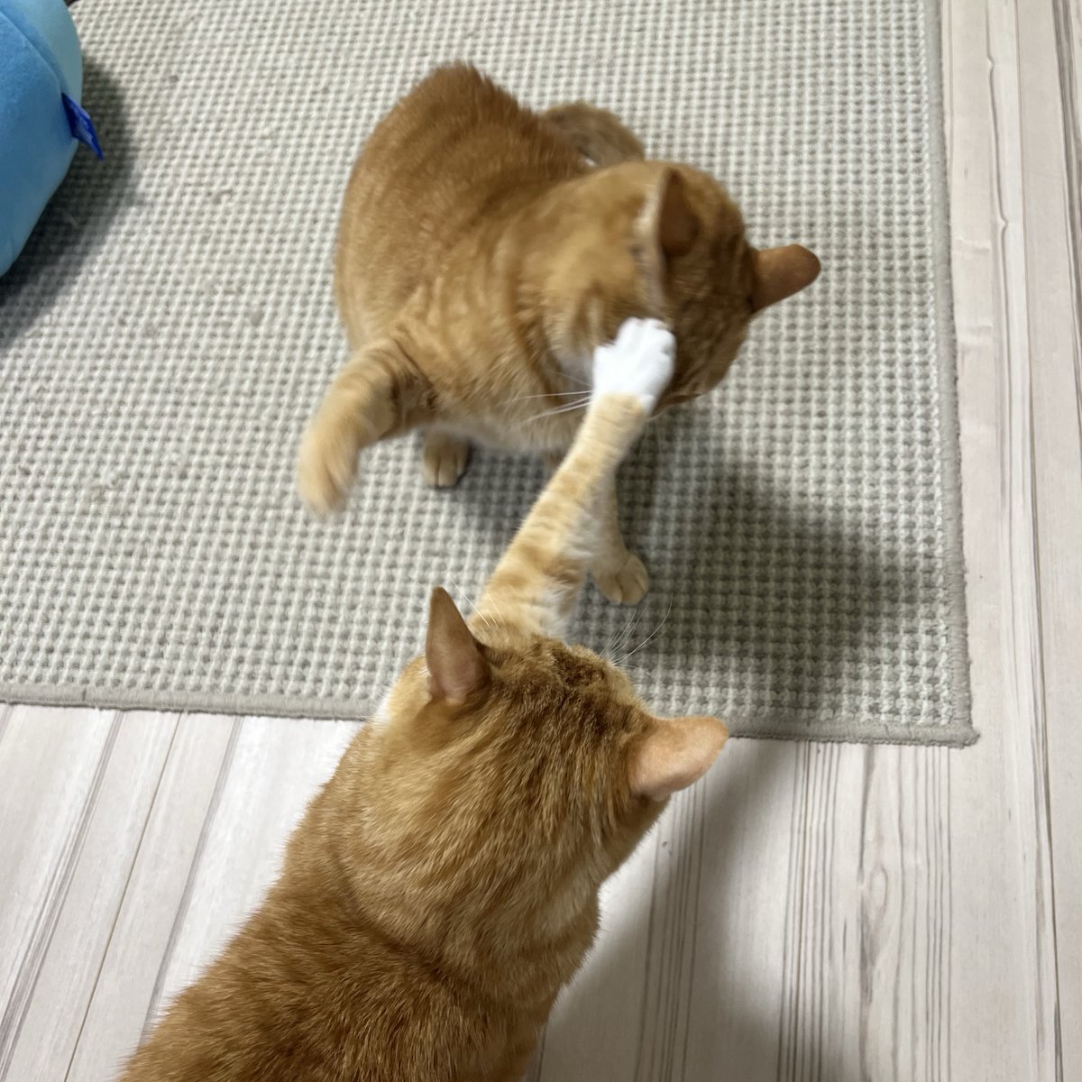 クウとカイ tweet media