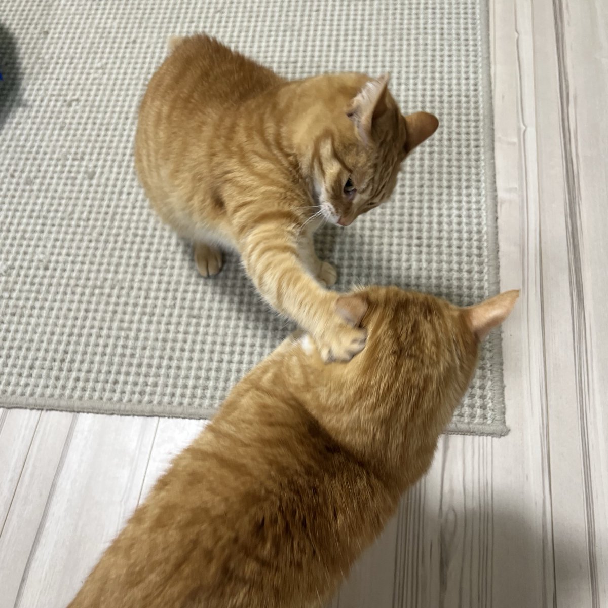 クウとカイ tweet media