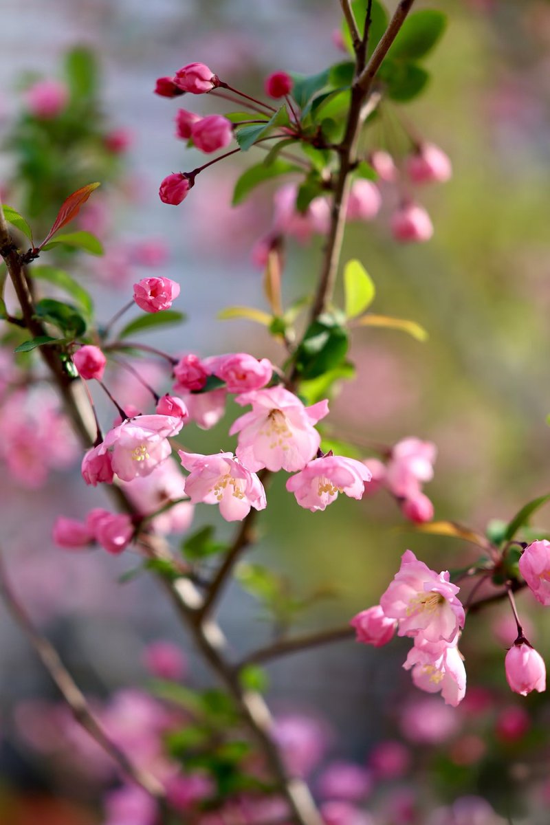 markuokuo's tweet photo. 春日限定
#交换春天 
#spring 
#charmofjiangxi https://t.co/IvFhPehTwo