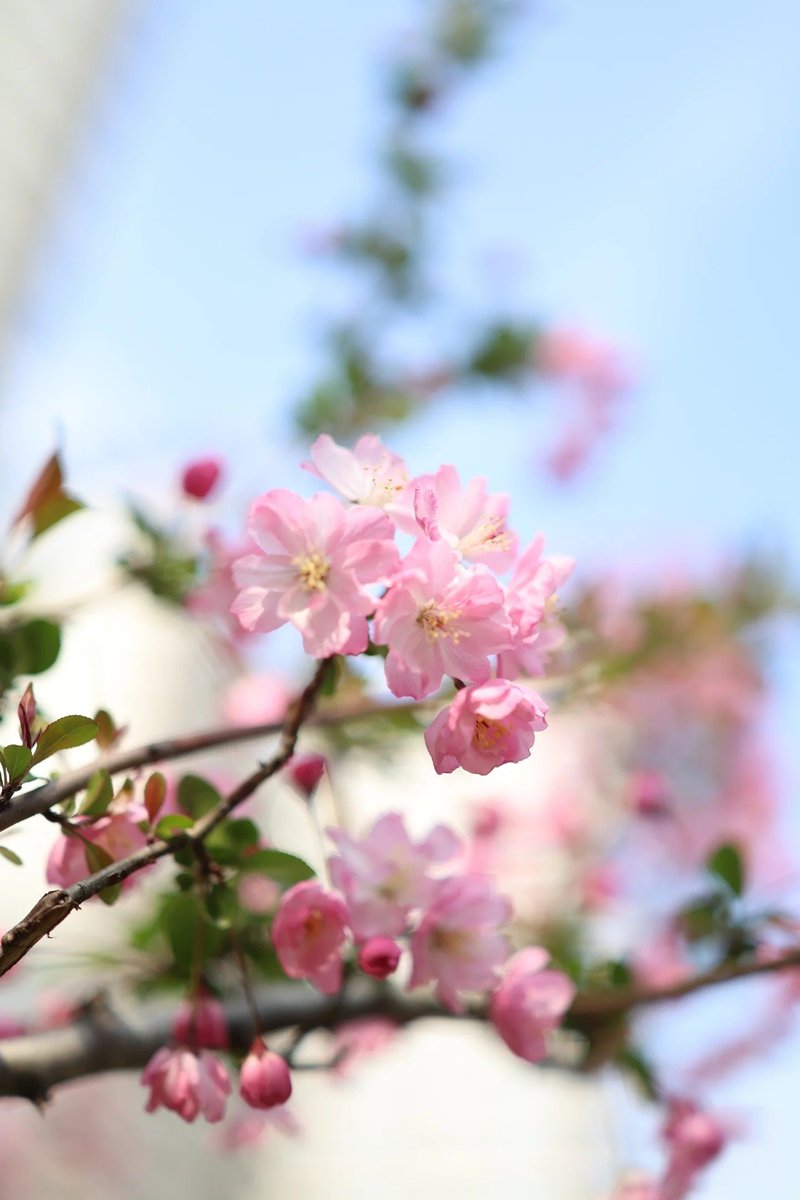 markuokuo's tweet photo. 春日限定
#交换春天 
#spring 
#charmofjiangxi https://t.co/IvFhPehTwo