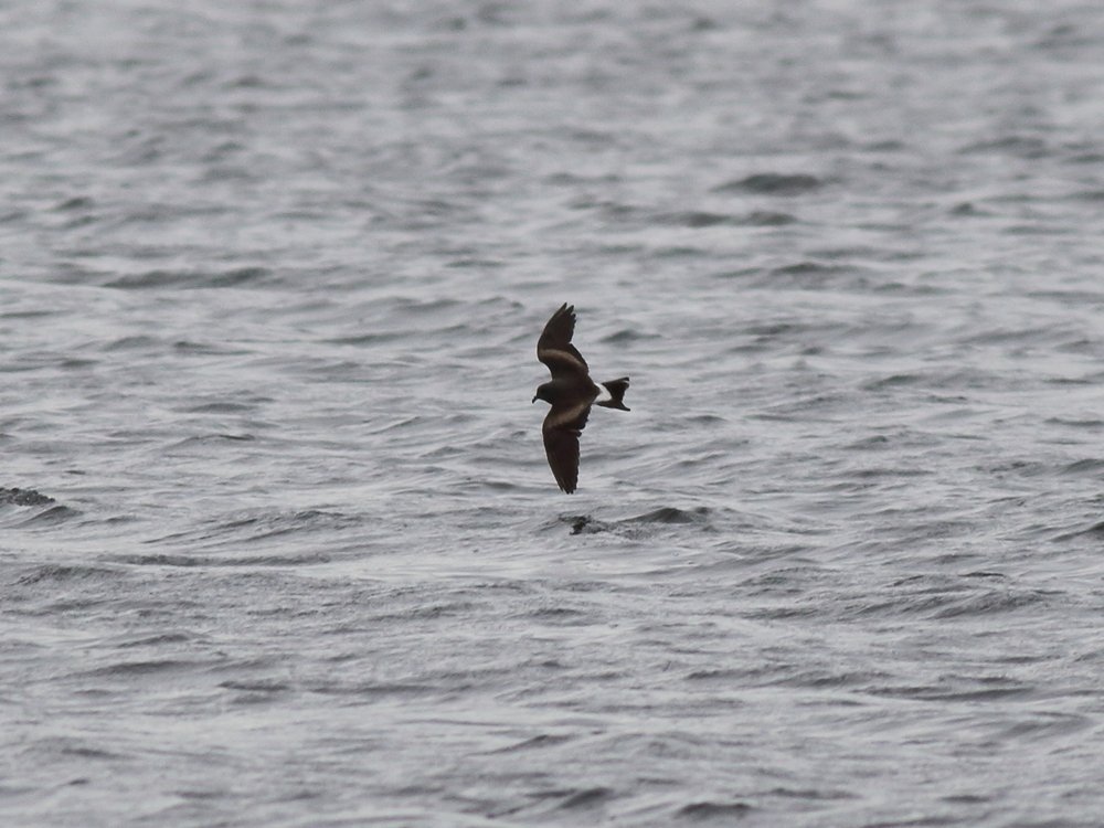 Alan_HP_Notts tweet media