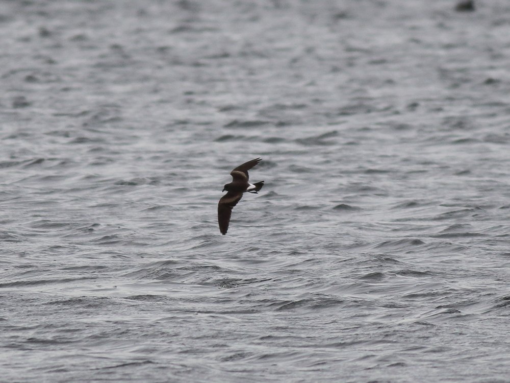 Alan_HP_Notts tweet media