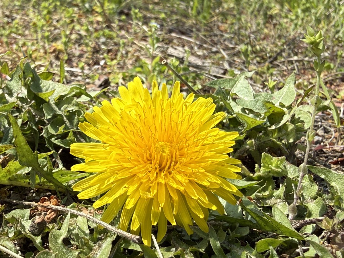フ ラ ン @読書/写真/生態 tweet media
