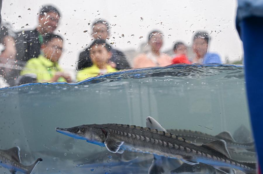 BeijingEvening's tweet image. 55万尾中华鲟放流长江
Approximately 550,000 artificially-bred Chinese #sturgeon were released into rivers in various parts of the country on Mar. 28, according to #China's agriculture ministry.