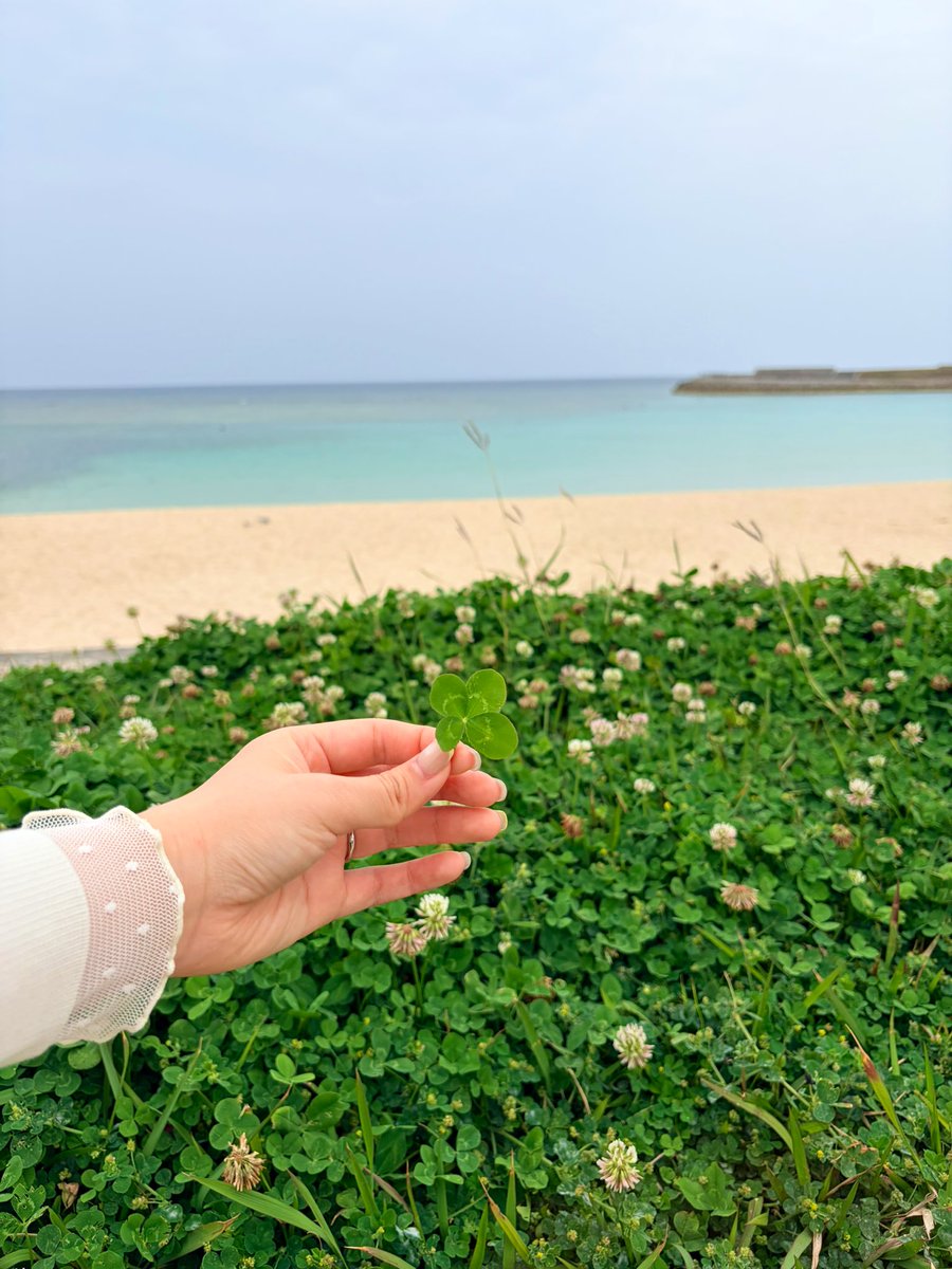 sp_maako's tweet photo. 弾丸沖縄！早朝トロピカルビーチ🏖️
四つ葉見つけた🫶🏻🍀
第3の故郷になって嬉しい🌻
都会満喫して早く移住しようね〜 https://t.co/kj4zdMwuKH