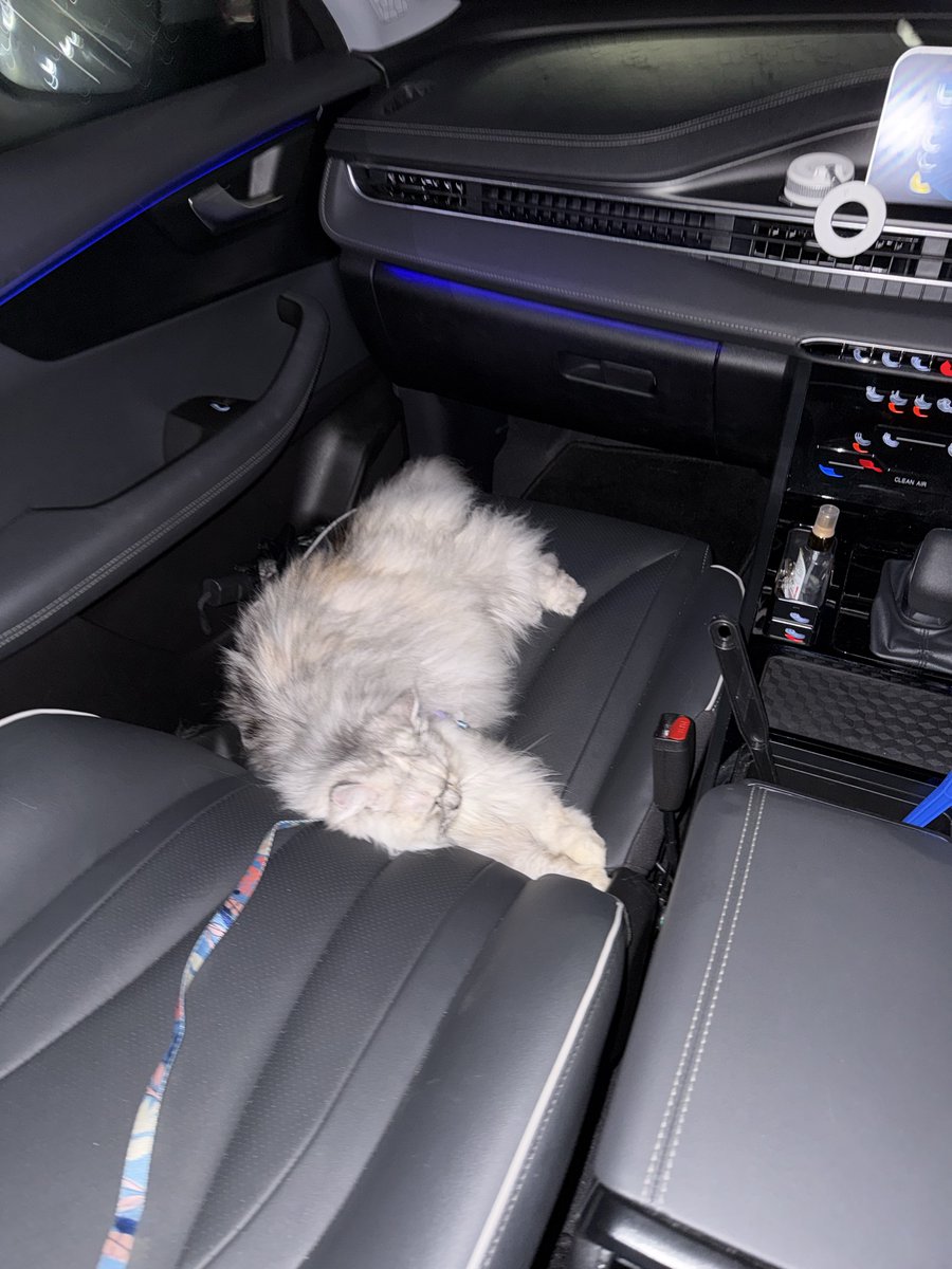 😾 Cece Bacem & ₘₑᵢₘₑᵢ tweet media