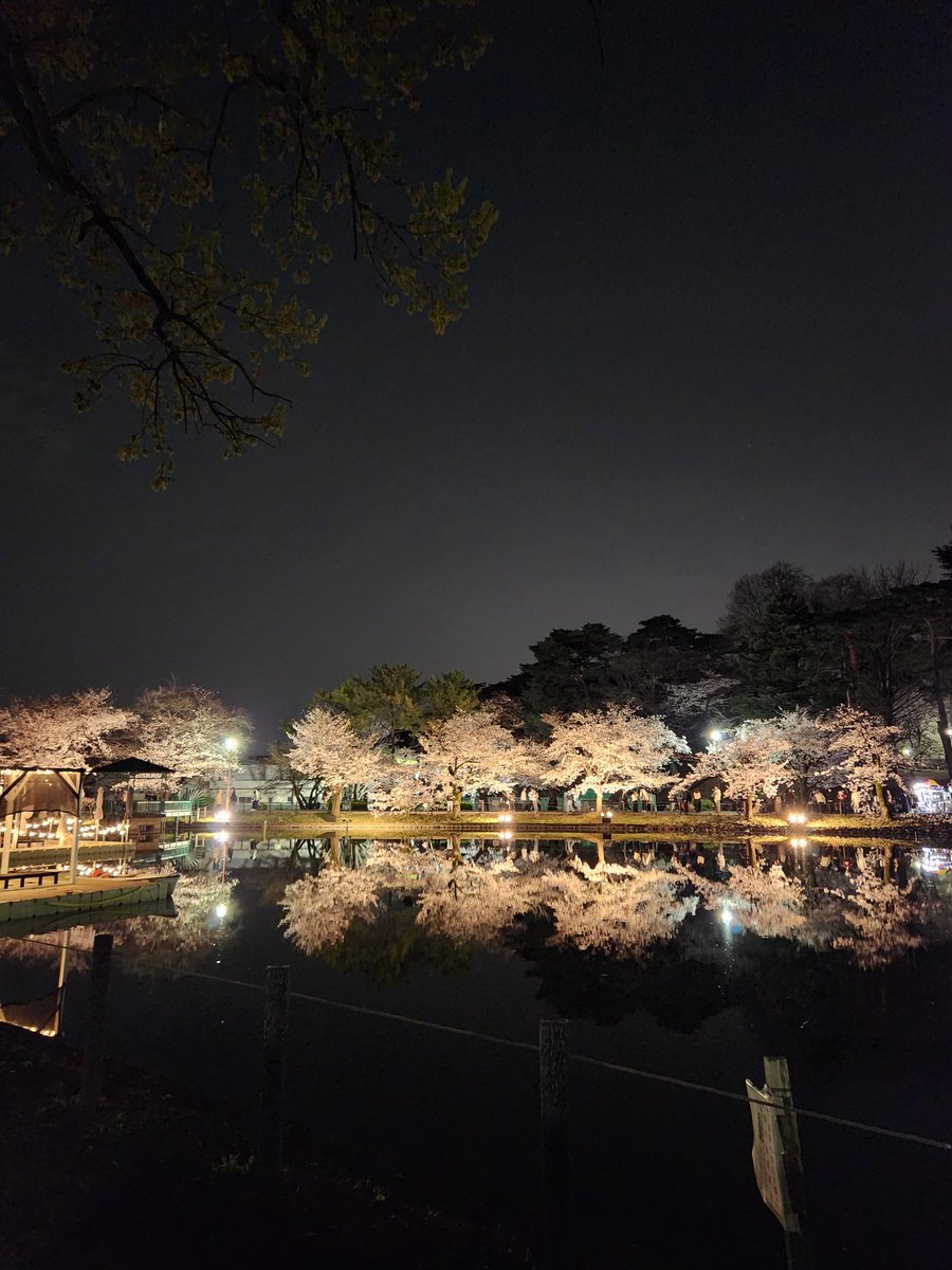cherry1788's tweet photo. 呑んだ呑んだ🥴
明日からまたお仕事しないと😪
夜桜@大宮公園 https://t.co/o3sjxAZzf4