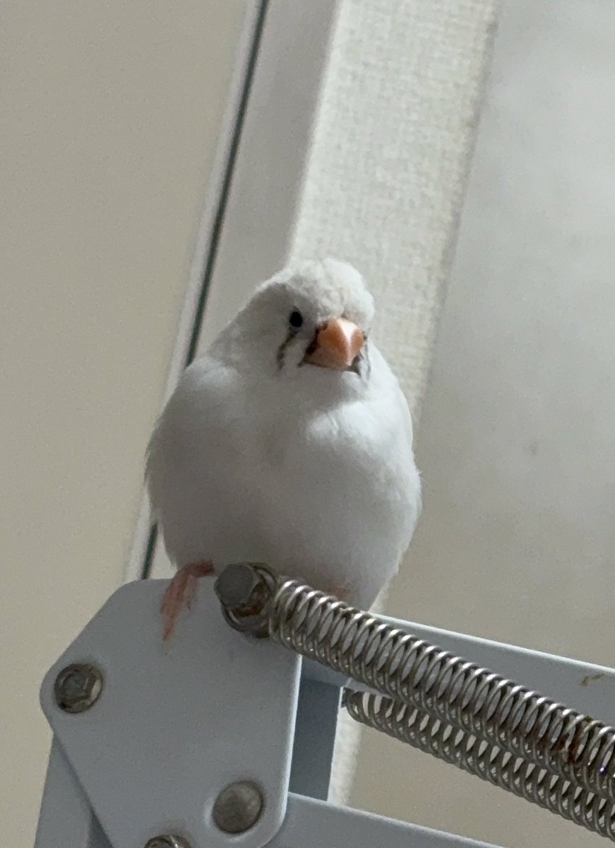 ringo* tweet media