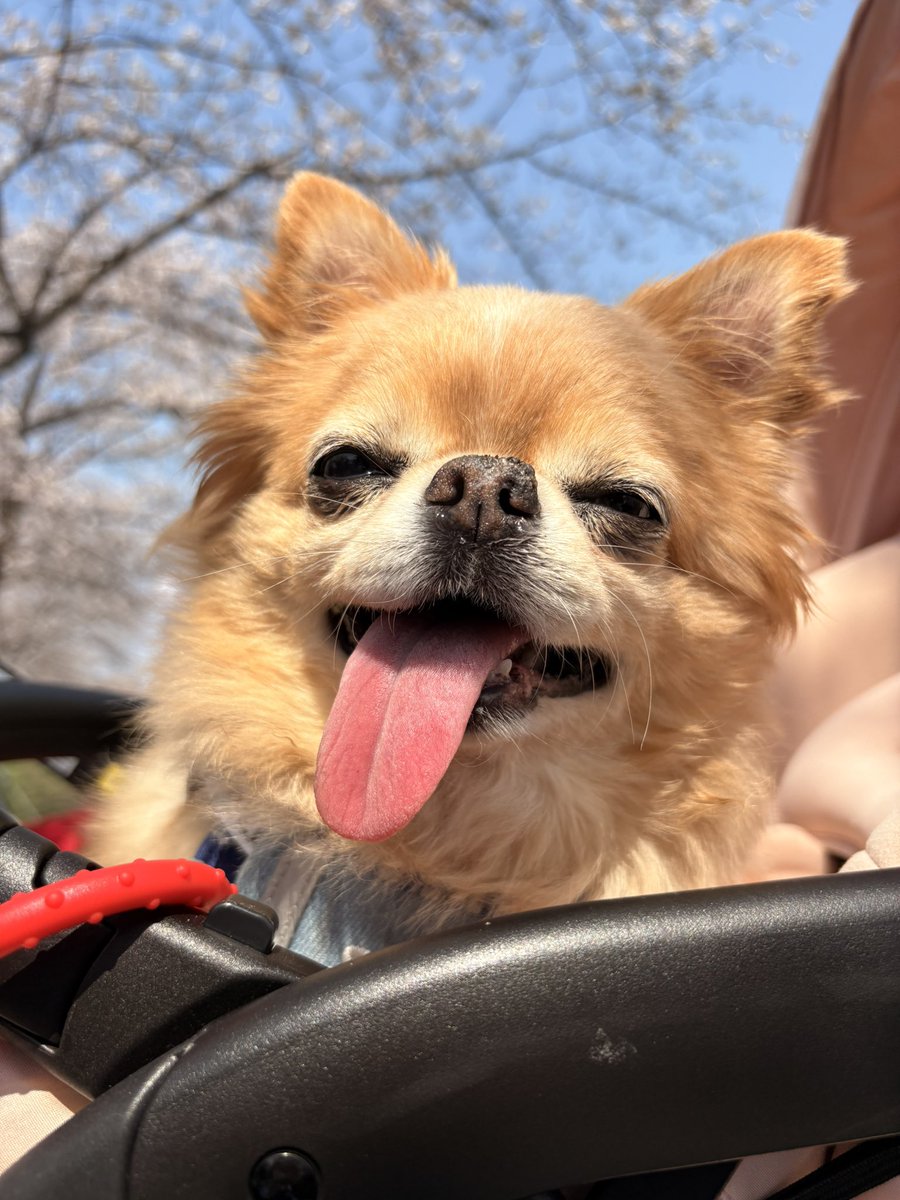 くどみ(みそ) tweet media