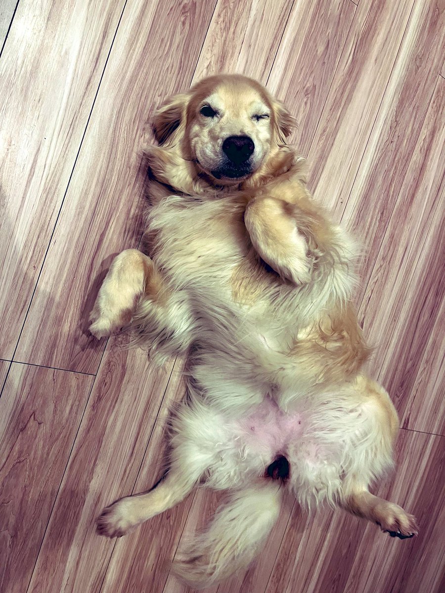 内藤聡 tweet media