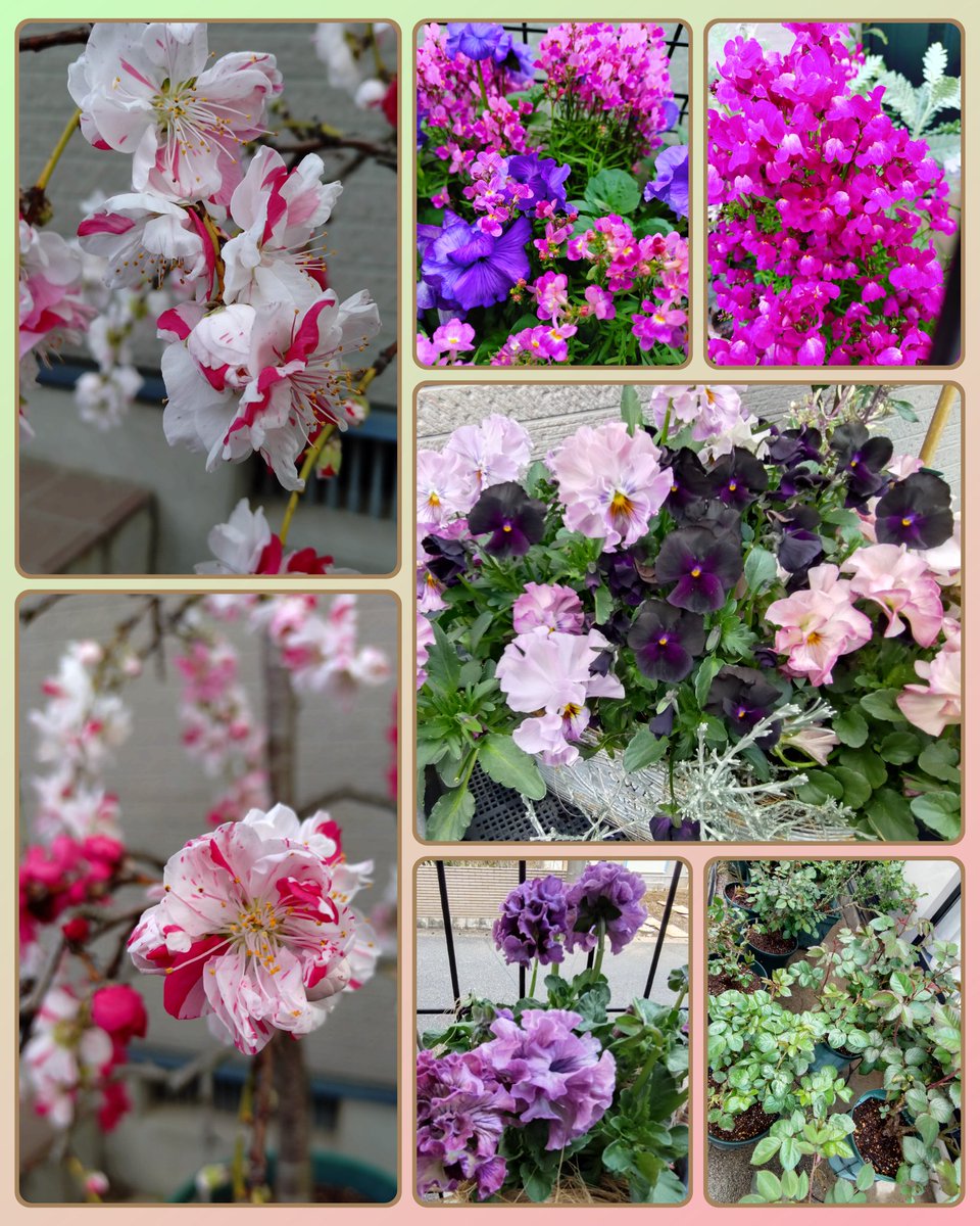 ゆずさく🧢 tweet media