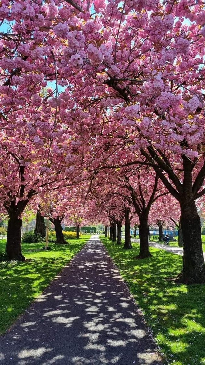 ELEONORA tweet media