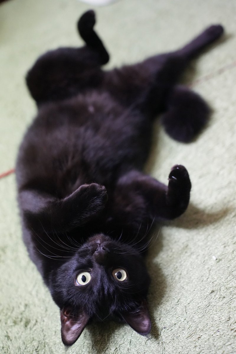 黒猫つくねちゃん太しっぽ on X: 