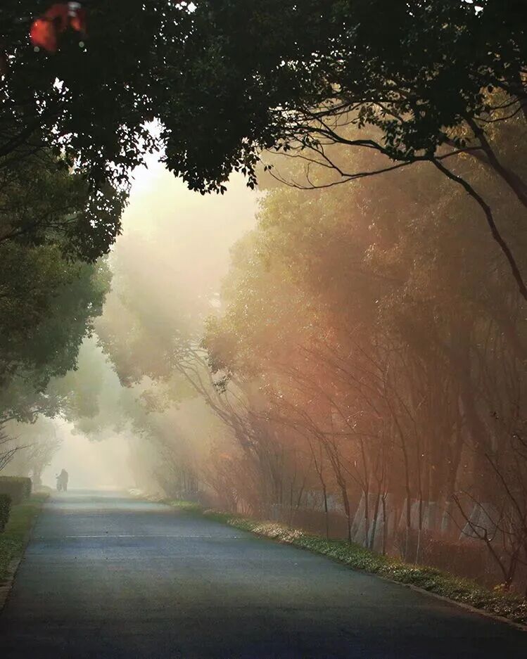 QingpuShanghai's tweet photo. #GreenQingpu Step into Qingpu, step into spring! 🍃 At Qingxi Country Park, wander through a dreamy #waterforest where reflections melt into soft shades of jade. Along the Huangpu River Water Source Conservation Forest, a 12km trail weaves through bamboo groves and peaceful riverside paths — every step feels like spring unfolding. #VisitQingpu #NatureEscape #EcoTravel #China #travel