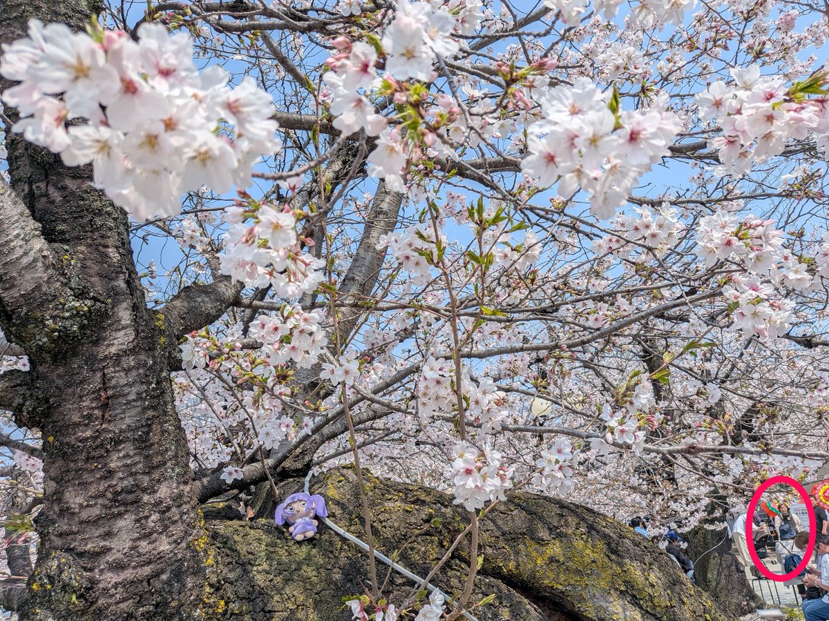 teritarou(ナイトレイン,coc,ｸﾗﾛﾜ,)多面ライダー(雀魂) tweet media