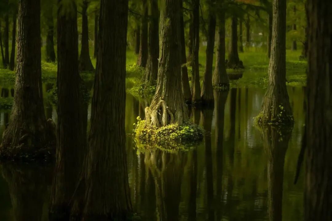 QingpuShanghai's tweet photo. #GreenQingpu Step into Qingpu, step into spring! 🍃 At Qingxi Country Park, wander through a dreamy #waterforest where reflections melt into soft shades of jade. Along the Huangpu River Water Source Conservation Forest, a 12km trail weaves through bamboo groves and peaceful riverside paths — every step feels like spring unfolding. #VisitQingpu #NatureEscape #EcoTravel #China #travel