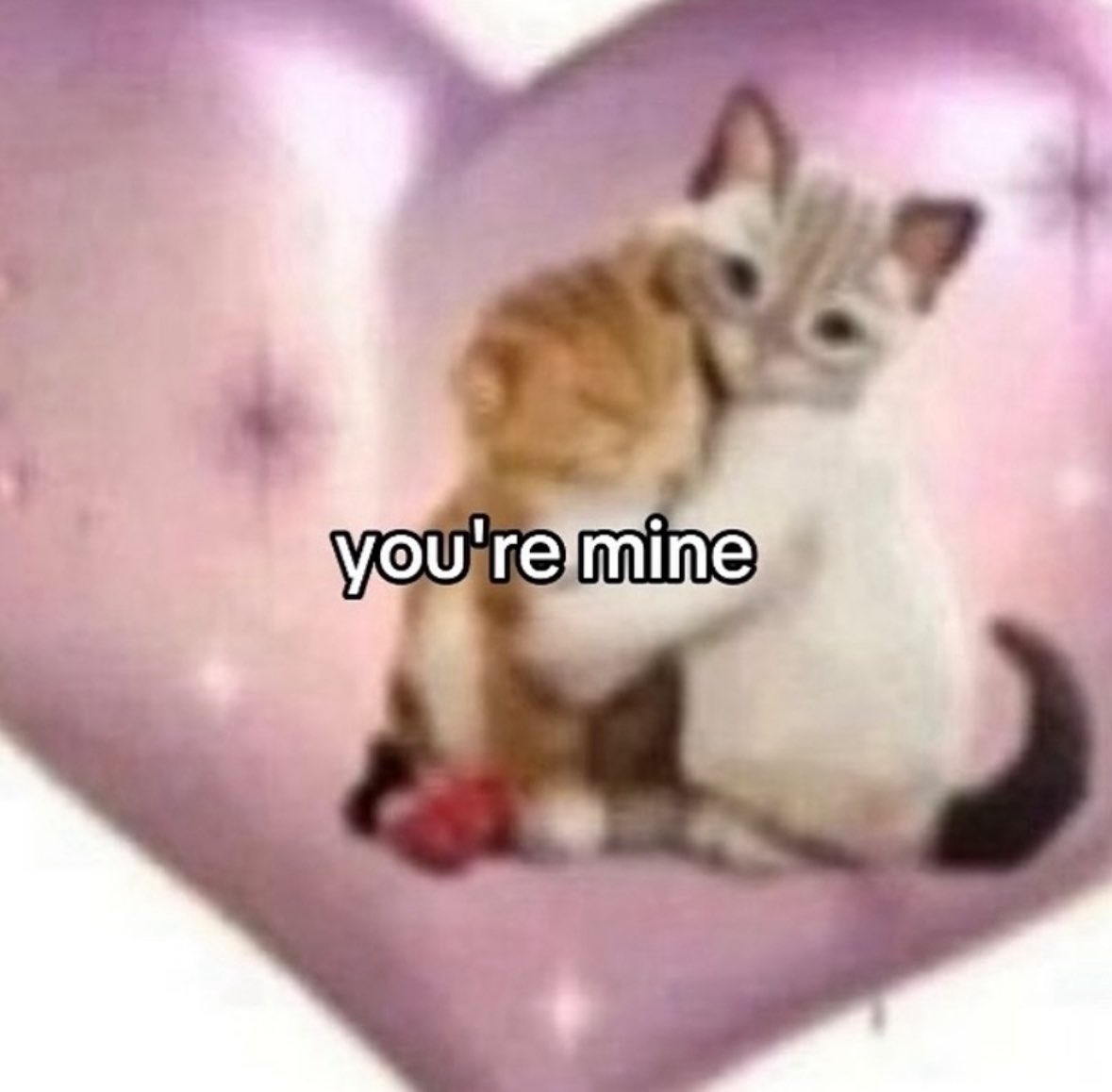 daily cats ♡ tweet media